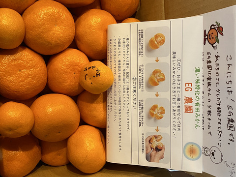 【満足サイズ】薄くない丹生系 大玉 有田みかん 5キロ箱 3L中心サイズ　家庭用