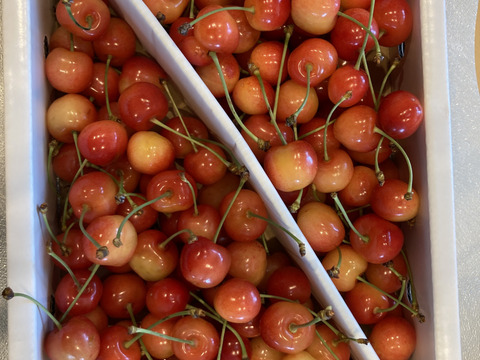 【朝どれ】2kg（1kg2箱）★名和果樹園の訳あり家庭用佐藤錦【常温便】山形県東根市産さくらんぼ★産地直送お取り寄せ通販★予約商品