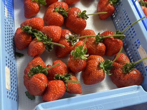 特選あさどりあまおう