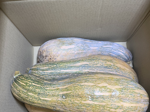草と菌、天水で育てた 島かぼちゃ（八丈島系）　4.5kg