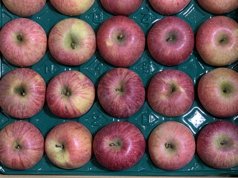 すぐ発送！農薬半減栽培葉取らず樹上完熟サンふじ5k16-23家庭用訳あり　蜜入りもあり❣️　りんご