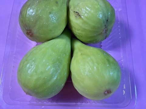 バナーネ　白いちじく　露地栽培　化学肥料農薬不使用　予約販売　順次配送