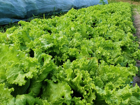 【夏ギフト】サラダよし！炒めてよし！シャキッ！★チャオレタス＊5個
～農薬/化学肥料・不使用