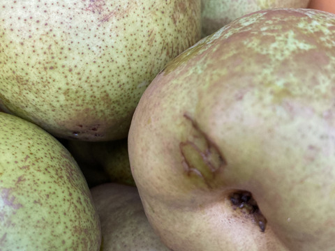 収穫直前に強風で落下！　超訳ありラフランス　3キロ満杯詰め　助けてください！