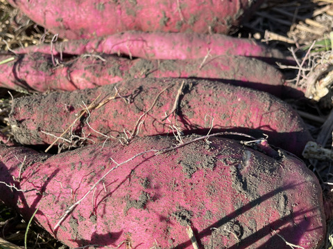 焼き芋に最適！さつまいも鳴門金時”ホクホクとした食感と上品な甘み”色々サイズ土付き5Kg