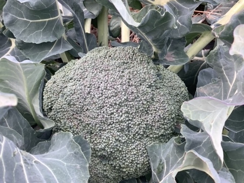 子どもの野菜　栽培期間中農薬不使用・自然栽培 ブロッコリー2個と人参M以下小さめ2㎏