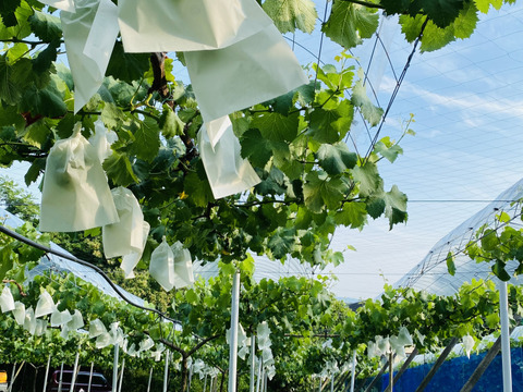 岡山県産　【訳あり✨お買得】2房入りサマーブラック🍇