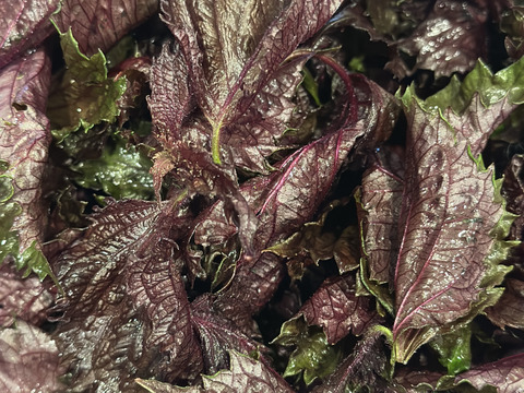 そのまま使える赤紫蘇！太い枝なし、使う部分のみをお届け（1kg）