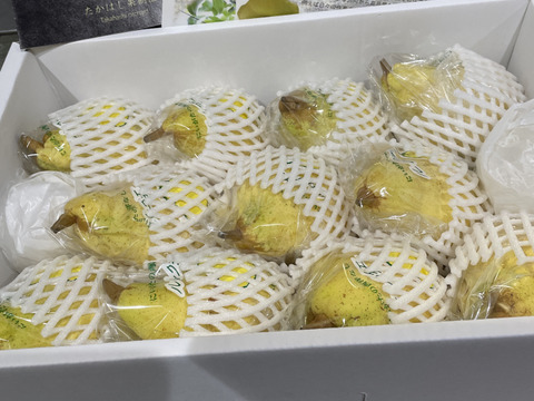【冬ギフト】たかはし果樹園謹製 高級西洋梨「ル・レクチェ」厳選品 中玉 約3kg