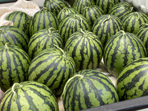 思わず笑顔が溢れる♡驚くほど甘〜い！祭りばやし大玉スイカ【4Lサイズ10〜12キロ/1玉】数量限定！