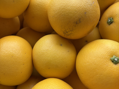 【数量限定！！】国産グレープフルーツ（白）約3㎏