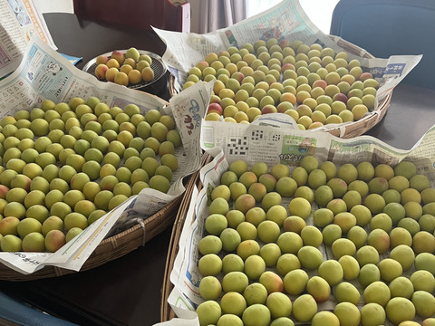 特別栽培】和歌山県産 南高梅2Lサイズ(梅干し用)10kg：和歌山県産の