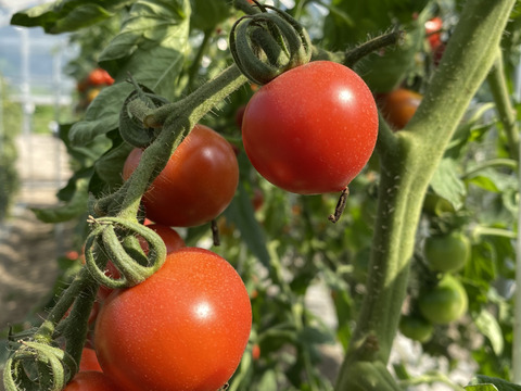 【完熟！通販で人気】トマトの旨味がぎゅっと詰まったほれまるトマト（1.5kg）