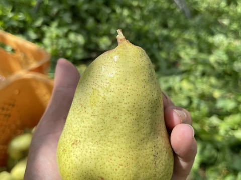 農薬節減★洋梨 マルゲリット・マリーラ 約5キロ/バラ詰 10〜20個 家庭用 【9月上旬〜】