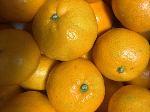 【家庭用】愛媛みかん 5.5kg(通常サイズ) ひとくちで恋する♡濃い味みかん♪【冬ギフト】