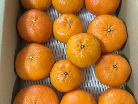 甘平ラスト1個のみ！！【訳あり】愛媛県産　高級希少品種　甘平　サイズ不揃い　３キロ　家庭用