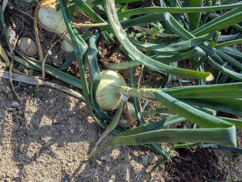 潮風育ち最終小玉新玉ねぎ1.5kg７００円15セット限定販売　【7セットまで送料そのまま同梱OK、せとか　ヒジキ　常温品は送料アップなし！！】【すぐ発送1５セットのみ売切れ終了】