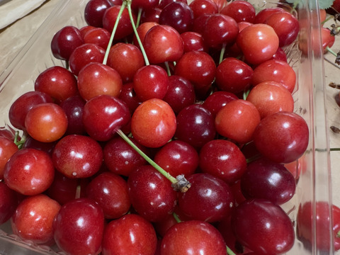 【 紅秀峰 】さくらんぼ 山形県天童産 訳あり 500g 秀•特秀【 朝どれ 】【 果肉がジューシー 】【 口コミ多数🍒 】お米とご一緒にいかがでしょうか！