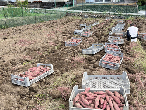 ［お得！］※傷あり 蜜たっぷり！富山県産『紅はるか』(10kg)