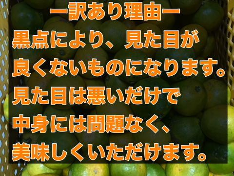「美味い！」と自信を持って言える有田みかんができました　【訳あり・5kg（箱込）】