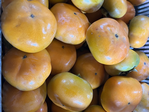 産地直送！ECサイト初出品《送料無料B良品5Kg（キズほぼなし）◎どんどん出荷中◎橋本の種無し柿