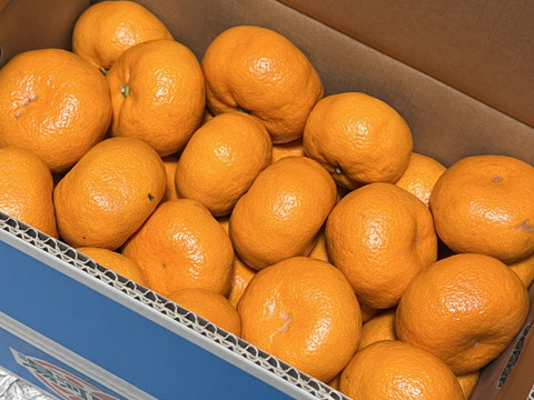 『青島』5㎏ LLサイズ（１㎏あたり6-7個）温州みかん 湯河原産