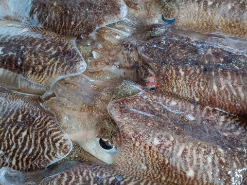 【関門海峡産】刺身用紋甲、甲イカ混合の身と下足♪ミミ付きで60サイズ箱いっぱいに
