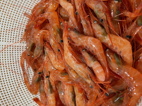 北海道苫小牧産南蛮エビ 小 1kg 130匹前後 北海道産の魚介類 食べチョク 産地直送 産直 お取り寄せ通販 農家 漁師から旬の食材を直送