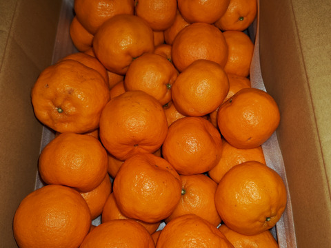 静岡県産　濃厚完熟みかん【ポンカン】4.5ｋｇ　（M〜2L混合）