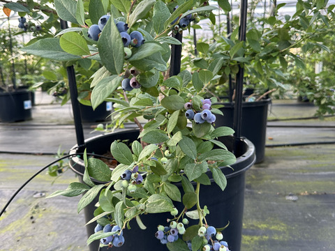 摘みたて【生食用】1kg　朝収穫　ブルーベリー　125g×8パック　1kg