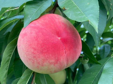 『十文字ピーチ』産地の特徴が活きた美味しい桃です！（ご家庭用・３kg）