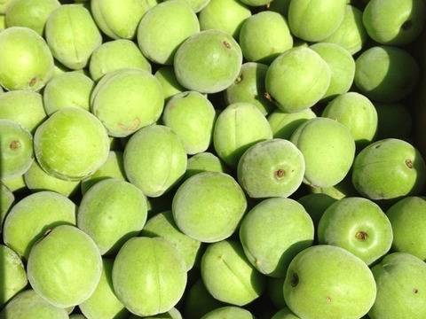 数量限定【冷凍青梅1ｋｇ】自然栽培　品種混合　梅酒や梅シロップに！岐阜県郡上市産100％