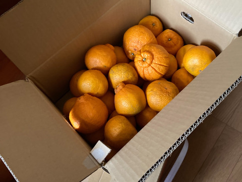 【商品情報確認必須】ガキデコ10キロ