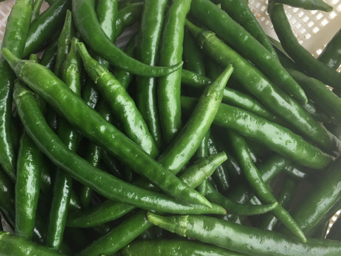 ホットパラソルEX 青唐辛子　フレッシュ　500g　レターパックプラス　自然の力(腐植栽培)で育てた純粋な味わい！柚子胡椒作りに、安心とおいしさをお届けします🌶️