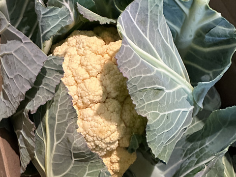 【食べチョクアワード2025入賞】
オレンジカリフラワー４個