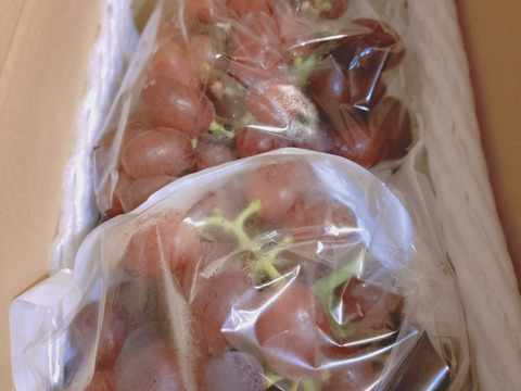 【すぐ発送】極薄皮人気希少品種！クイーンセブン 約800g（2～5房）長野県認証/特別栽培同基準（信州の環境にやさしい農産物認証50）