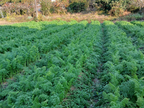 お正月セット3～4品