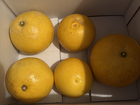 【家庭用3kg】濃厚でジューシー！潮風を浴びた南国高知県育ちの土佐文旦　柑橘みかん　オレンジ