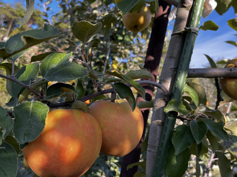 今年最後【訳あり】驚いた(*[]*)ﾅｯ!!ムーンルージュ 約3kg家庭用