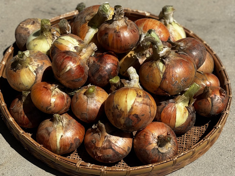 🉐【自然栽培】特大玉ねぎ13kg
