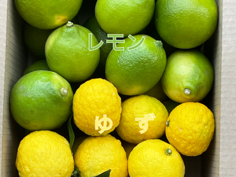 ✨冬の食卓が華やかに！✨ 香酸柑橘詰め合わせセット（レモン、ゆず、だいだい）箱込約３ｋｇ