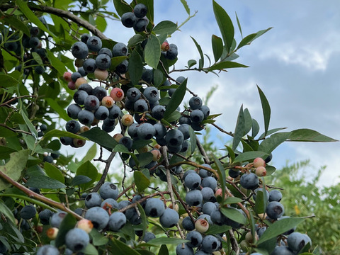 【大中粒・完熟甘～い】つくば産 冷凍ブルーベリー ５kg　ラビットアイ系ティフブルー