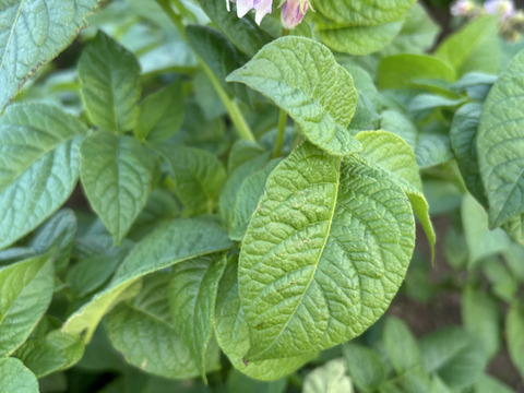 ほくほく新じゃがいも　10キロ