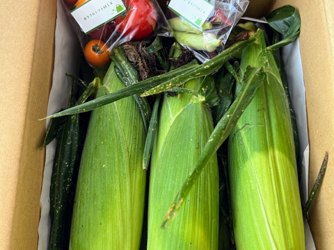 🌽サニーショコラ・ライラ 10本入り🌽 甘くて後味すっきり