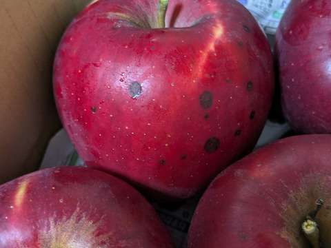 【訳あり】紅玉　約4.7kg　お菓子作りに！甘酸っぱい昔ながらの真っ赤なりんご【傷あり】
