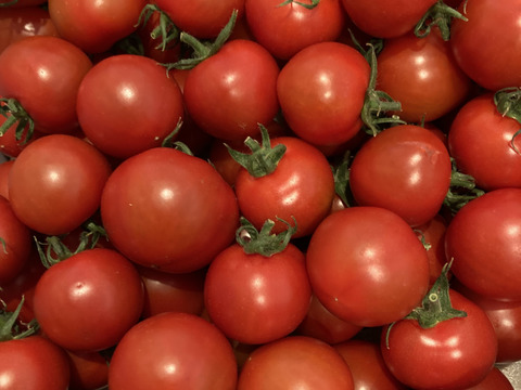 【Z1.8】皮が薄くジューシーな中玉フルーツトマト　ゼッピン娘(華おとめ)　1.8kg