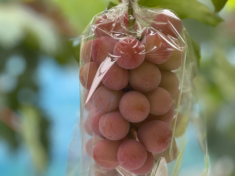 【芳醇な香り・あふれる果汁】おまかせ３房（シャインマスカット１房
とおまかせ２房）