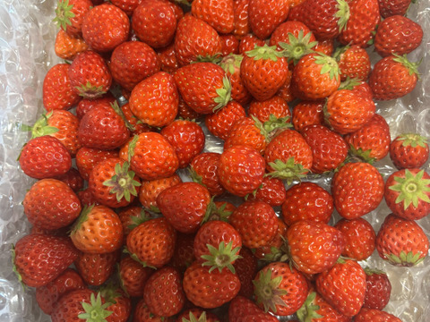 小粒いちご　1kg 『バラ詰め』 紅ほっぺ【販売中】