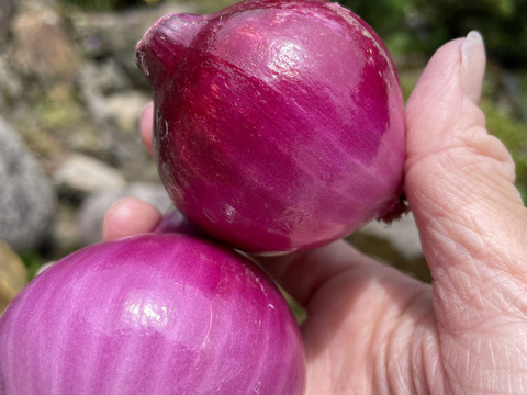 サラダに最高！赤玉ねぎ【農薬不使用  赤玉ねぎ】2kg 兵庫県丹波産 米農家のこだわり有機肥料使用！化学肥料不使用 大きさいろいろ◎発送時間指定可◎薄皮がパラパラ落ちない！
