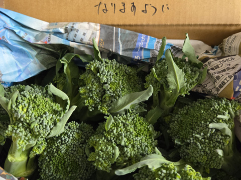 【今だけ】スティックセニョールの頂花蕾！1kg